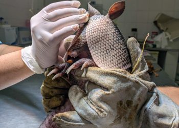 Tres animales silvestres rescatados y que estaban en cautiverio se recuperan en “La Esmeralda”