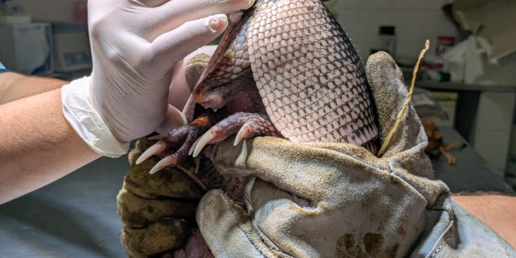 Tres animales silvestres rescatados y que estaban en cautiverio se recuperan en “La Esmeralda”