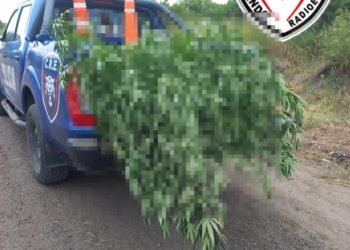 VILLA OCAMPO: HURTO, RESISTENCIA A LA AUTORIDAD Y SIEMBRA DE MATERIA PRIMA PARA PRODUCCION DE ESTUPEFACIENTE, LEY 23.737