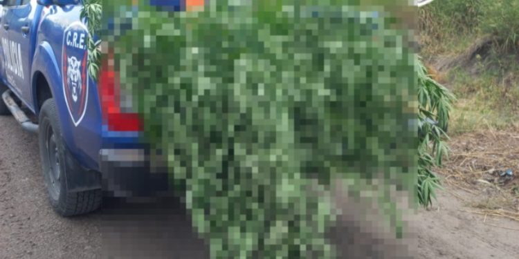 VILLA OCAMPO: HURTO, RESISTENCIA A LA AUTORIDAD Y SIEMBRA DE MATERIA PRIMA PARA PRODUCCION DE ESTUPEFACIENTE, LEY 23.737