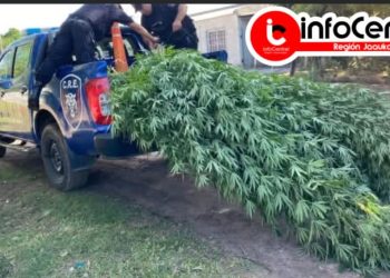 Villa Ocampo: Ya parece el pan nuestro de cada día, hallan más plantación de marihuana.