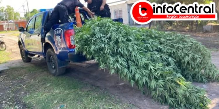 Villa Ocampo: Ya parece el pan nuestro de cada día, hallan más plantación de marihuana.