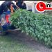 Villa Ocampo: Ya parece el pan nuestro de cada día, hallan más plantación de marihuana.