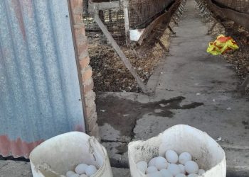 Avellaneda: Lo atraparon con los huevos en la mano, un joven de 18 años ingreso en plena siesta a robar en una granja.