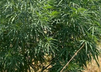 VILLA OCAMPO: Secuestran varias plantas de morfología similar a la cannabis sativa (marihuana).
