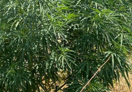 VILLA OCAMPO: Secuestran varias plantas de morfología similar a la cannabis sativa (marihuana).
