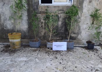 CAMPO HARDY: Secuestró de cinco plantas de Marihuana en un domicilio.