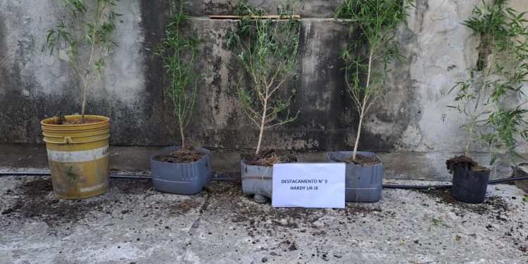 CAMPO HARDY: Secuestró de cinco plantas de Marihuana en un domicilio.