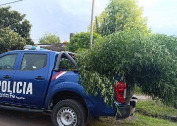 VILLA ANA: Secuestro de marihuana, descubrieron diez Plantas