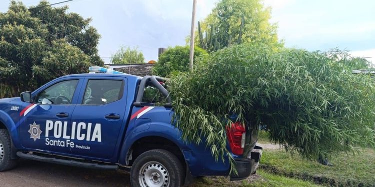 VILLA ANA: Secuestro de marihuana, descubrieron diez Plantas
