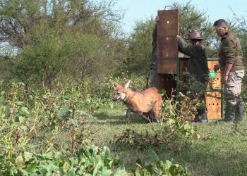 Biodiversidad: Provincia recuperó el collar de monitoreo de un aguará guazú