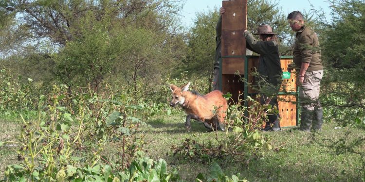 Biodiversidad: Provincia recuperó el collar de monitoreo de un aguará guazú