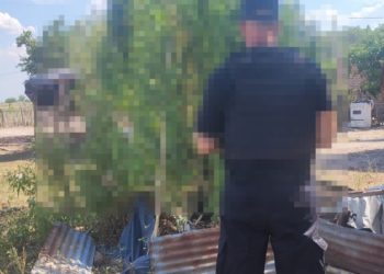 VILLA OCAMPO: La siembra de marihuana no para Material Estupefacientes LEY 23737.           