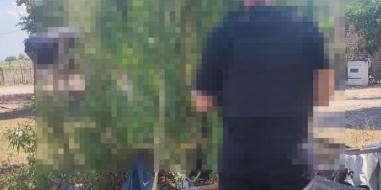 VILLA OCAMPO: La siembra de marihuana no para Material Estupefacientes LEY 23737.