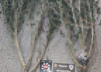 VILLA OCAMPO: Vamos viento en popa con la siembra de marihuana.           