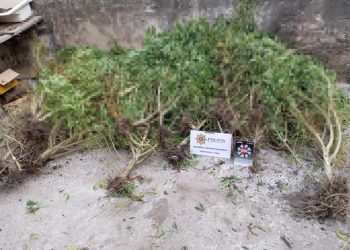 FLORENCIA: SIEMBRA DE MATERIA PRIMA PARA LA PRODUCCION DE MATERIAL ESTUPEFACIENTE LEY 23.737