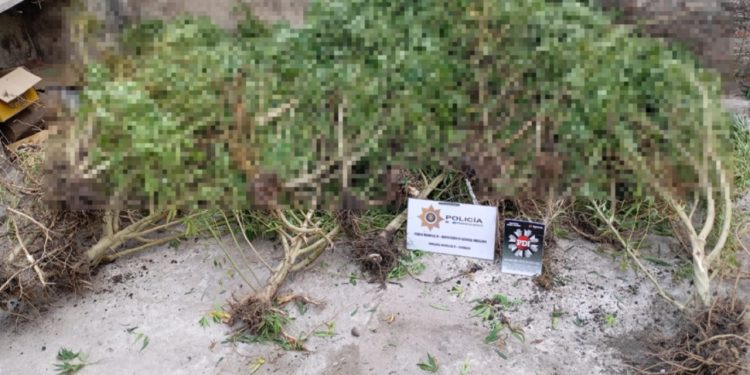 FLORENCIA: SIEMBRA DE MATERIA PRIMA PARA LA PRODUCCION DE MATERIAL ESTUPEFACIENTE LEY 23.737