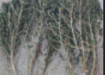 Florencia: Tenía 11 plantas de marihuana en el ropero, la policía detuvo al involucrado y a los 10 minutos quedó en libertad.