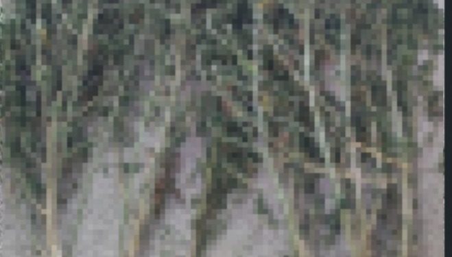 Florencia: Tenía 11 plantas de marihuana en el ropero, la policía detuvo al involucrado y a los 10 minutos quedó en libertad.