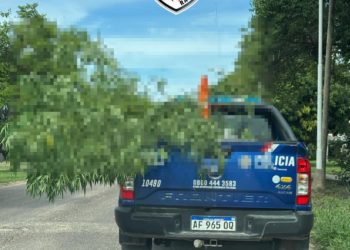 VILLA OCAMPO: La policía secuestra más plantas (marihuana)