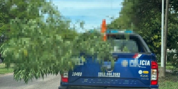 VILLA OCAMPO: La policía secuestra más plantas (marihuana)