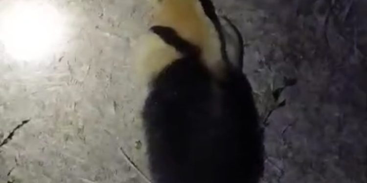 RECONQUISTA: Un oso hormiguero apareció en un barrio, la policía lo resguardo y lo libero en un campo alejado de la ciudad.