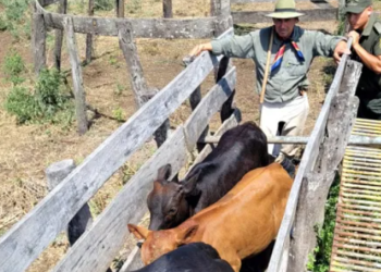 “Abigeato calificado: imputan al presidente comunal de Lanteri”