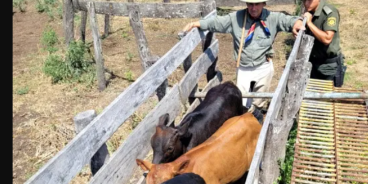 “Abigeato calificado: imputan al presidente comunal de Lanteri”