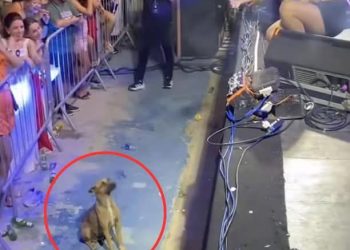  “Detiene fuegos artificiales en concierto por un perrito callejero: Un gesto que nos recuerda la importancia de cuidar y proteger a nuestros amigos peludos”.