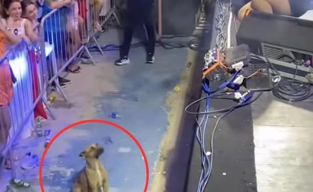  “Detiene fuegos artificiales en concierto por un perrito callejero: Un gesto que nos recuerda la importancia de cuidar y proteger a nuestros amigos peludos”.