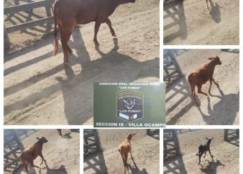   “Los Pumas “de Sección N°9 Villa Ocampo, esclarecen un Hecho de Abigeato.   