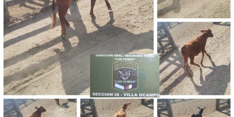   “Los Pumas “de Sección N°9 Villa Ocampo, esclarecen un Hecho de Abigeato.   