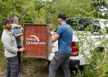 Biodiversidad: en un año se rescataron 1.402 animales silvestres y se logró la liberación de 570.