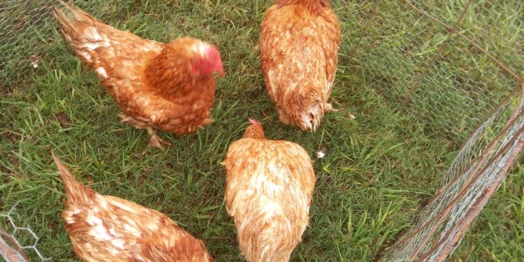 “Chau las Gallinas: Hurto en Malabrigo y Aprehensión del Sospechoso”.
