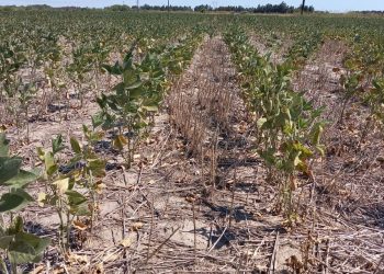 Prorrogan y amplían del Estado de Emergencia y Desastre Agropecuario en la provincia de Santa Fe.