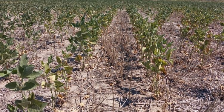 Prorrogan y amplían del Estado de Emergencia y Desastre Agropecuario en la provincia de Santa Fe.