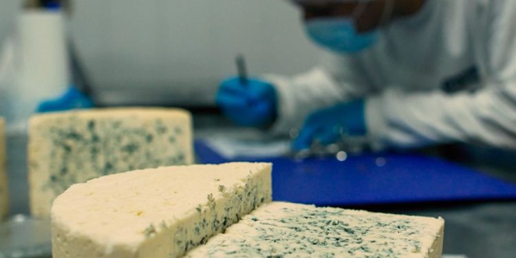 Santa Fe ya tiene la Ruta del Queso Azul, un producto de exportación.