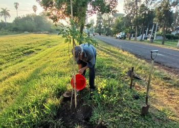 VILLA OCAMPO: SE SUMARON 184 EJEMPLARES AL ARBOLADO PÚBLICO.