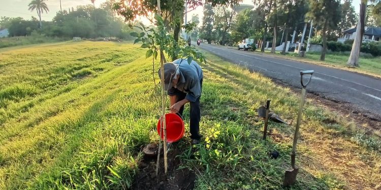 VILLA OCAMPO: SE SUMARON 184 EJEMPLARES AL ARBOLADO PÚBLICO.
