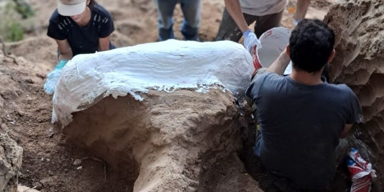 Provincia realizó un importante rescate paleontológico en el arroyo Pavón.