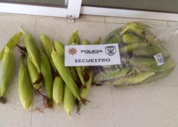 LAS TOSCAS: APREHENDIDOS POR SUSTRAER MAÍZ EN ZONA RURAL.
