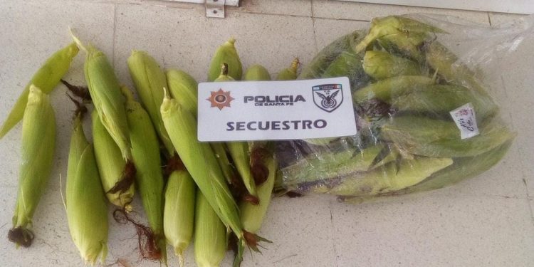 LAS TOSCAS: APREHENDIDOS POR SUSTRAER MAÍZ EN ZONA RURAL.