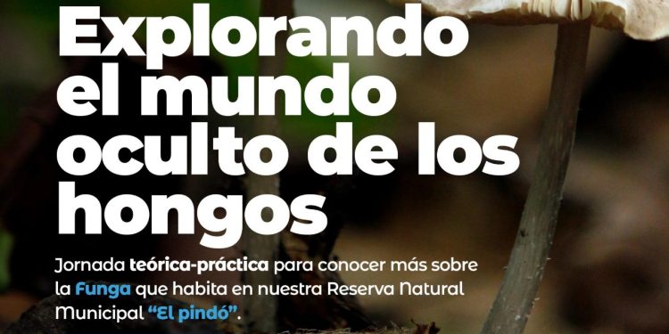 VILLA OCAMPO: EXPLORANDO EL MUNDO OCULTO DE LOS HONGOS.