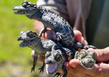 Biodiversidad: Provincia ya liberó más de 350 animales silvestres en 2025.