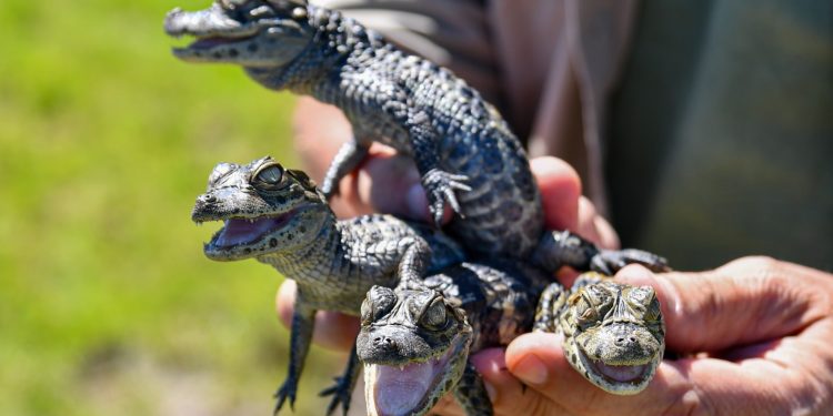 Biodiversidad: Provincia ya liberó más de 350 animales silvestres en 2025.