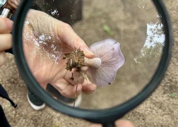 VILLA OCAMPO: SE LLEVÓ A CABO LA CAPACITACIÓN “TURISMO CON LUPA” SOBRE LOS HONGOS DEL JAAUKANIGÁS.