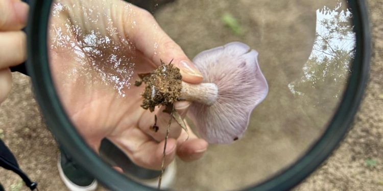 VILLA OCAMPO: SE LLEVÓ A CABO LA CAPACITACIÓN “TURISMO CON LUPA” SOBRE LOS HONGOS DEL JAAUKANIGÁS.