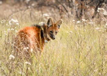 Biodiversidad: tras ser asistido en La Esmeralda, Provincia liberó un aguará guazú en su hábitat natural.
