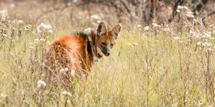 Biodiversidad: tras ser asistido en La Esmeralda, Provincia liberó un aguará guazú en su hábitat natural.