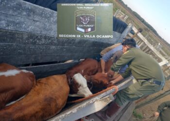 La Guardia Rural “Los Pumas” de Sección N°9 – Villa Ocampo tras el rápido accionar lograron recuperar animales vacunos que habían sido sustraídos. 